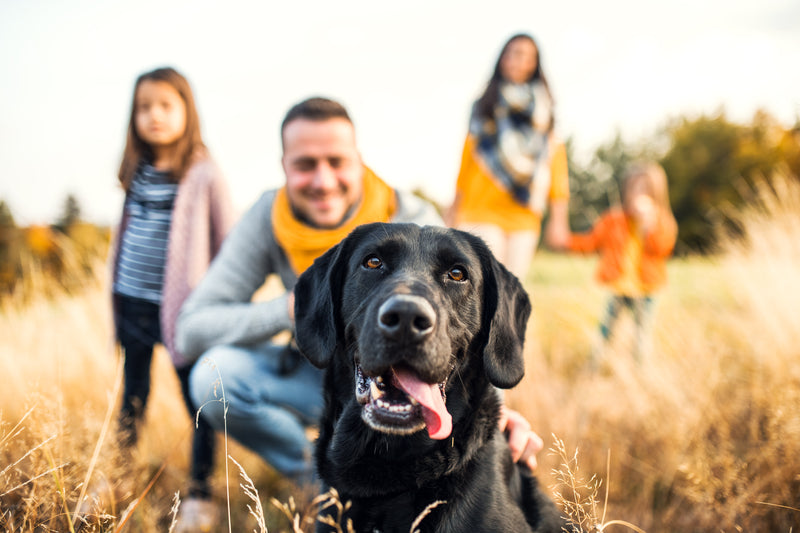 Black dog with family in a field