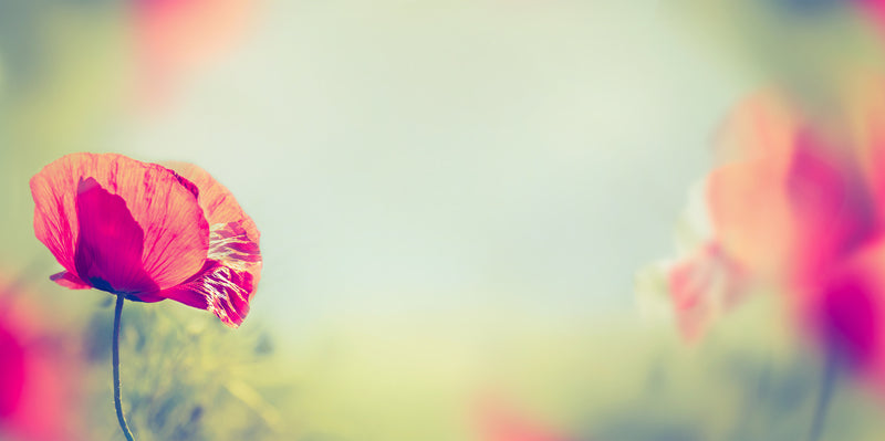 Orange flowers on blurred light green background